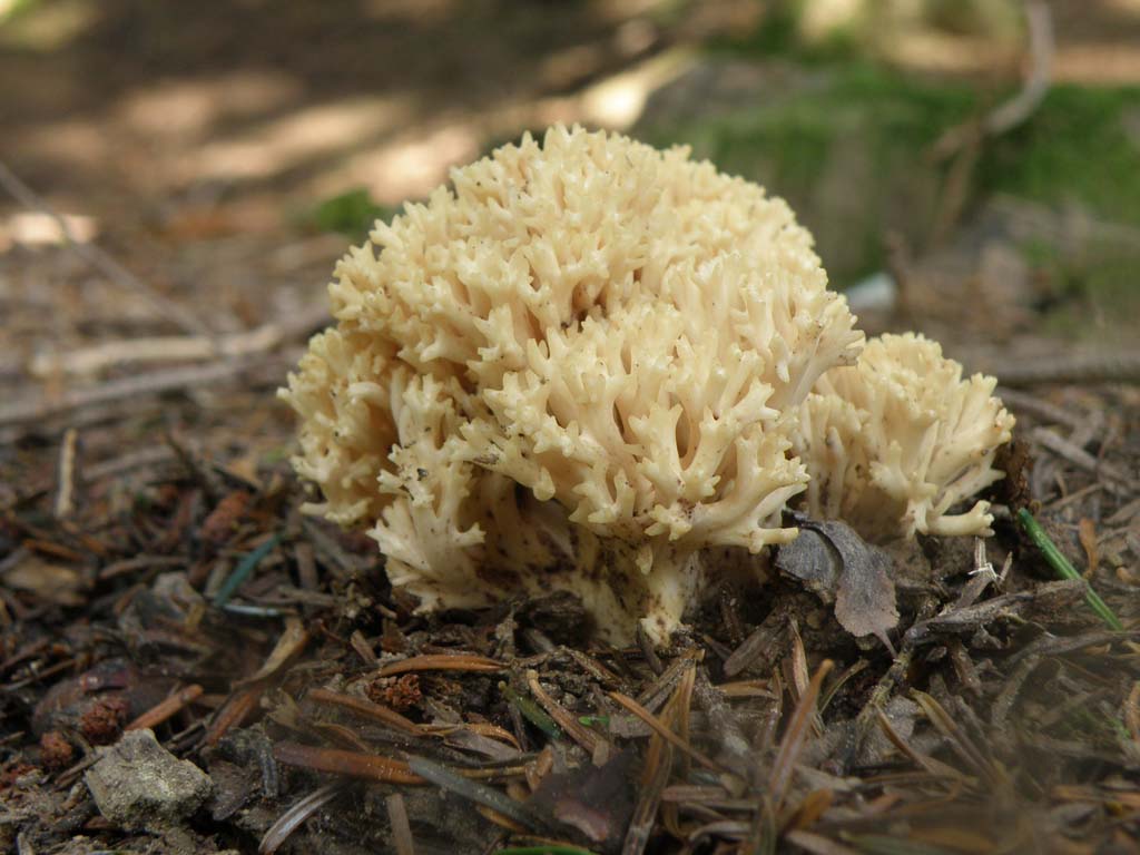 Foresta di Campigna - funghi da determinare